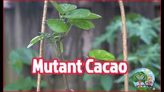 Exploring the New Mutant Cacao Plant from the Brazilian Amazon