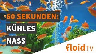 60 Sekunden Stay at Home: floidTV-Aquarium