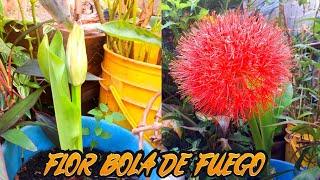 LIRIO BOLA DE FUEGO--Flor, reproducción y más// agenda vende