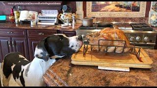 Polite Great Danes Check Out Roasted Turkey