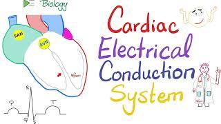 Cardiac Electrical Conduction System - SA node, AV node, Hiss Bundle, Purkinje fibers - Physiology