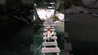 Buck conquers the sketchy bridge #adventure #dogs #ontario #canada #snow #explore