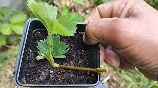 How do I propagate strawberry Runners?