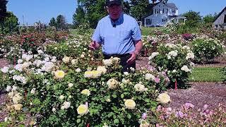 Rose David Austin's The Poet's Wife // Exceedingly Good English Shrub Rose With Proven Performance