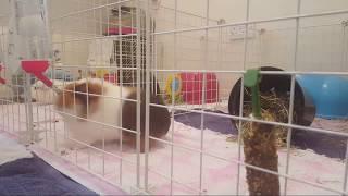 Live! - Guinea Pigs Jess and Missy 18.03.2018 Part 1/2