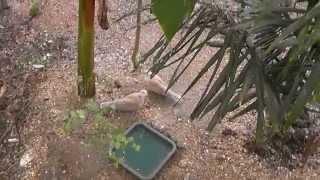 Large Outdoor Aviary Update. May 2014 @ The Pheasantasiam