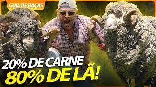 MERINO AUSTRALIANO, O CARNEIRO COM O CHIFRE MAIS POTENTE! | RICHARD RASMUSSEN