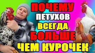 Почему ПЕТУХОВ всегда больше, чем КУРОЧЕК.