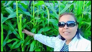 MY RELAXING BACKYARD GARDEN | BEFORE & AFTER MAKE ME PROUD MY SWEET CORN  ️