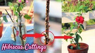 How To Grow Hibiscus From Cutting In Water with updates || propagate  Without rooting hormone