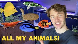 ALL MY ANIMALS IN ONE VIDEO!