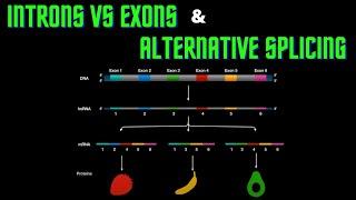 USMLE Step 1 - Lesson 14 - Introns vs Exons and Alternative splicing