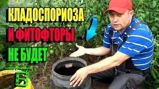 СУПЕР ЭФФЕКТИВНЫЙ СПОСОБ БОРЬБЫ С ФИТОФТОРОЙ ПОМИДОРОВ В ТЕПЛИЦЕ. ЭКОСАД (ОГОРОД) И ТЕПЛИЦА 22-26