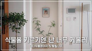 식물샵 이름 맞죠...? 식집사라면 요즘 한 번쯤 들어본, 식물을 기르기엔 난 너무 게을러 | 계속되는 플랜테리어, 대나무홍콩야자 & 황칠나무