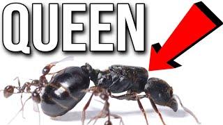 I Kidnapped A Queen Ant From Its Colony
