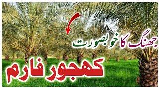 Jhang Dates farm Vlog l Khajoor Ka Farm In Punjan Pakistan l Dates Garden in Puntab Pakistan Jhang 