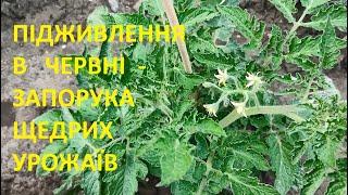 ПІДЖИВЛЕННЯ  В ЧЕРВНІ  -  ЗАПОРУКА  ЩЕДРИХ УРОЖАЇВ  ОВОЧІВ
