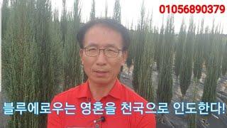 블루애로우는 영혼을 천국으로 인도한다.