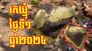 រកទឹកឃ្មុំនៅរដូវប្រាំង - Finding Wild Honey Bees in Cambodia