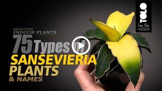 75 Types of Sansevieria Plants & Names