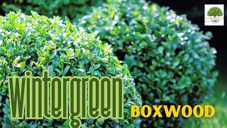 Wintergreen Boxwood - TN Nursery