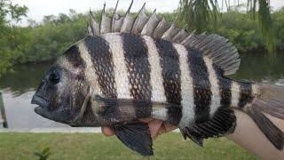 Sheepshead Catch & Cook - 4 Day Multispecies Saltwater Bank Fishing