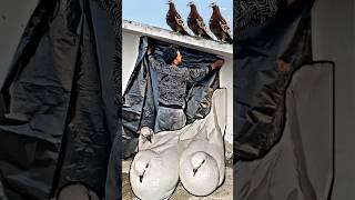 pigeon winter care tips  | #pigeon #kabootar #kabootarbazi #shortsfeed #shorts