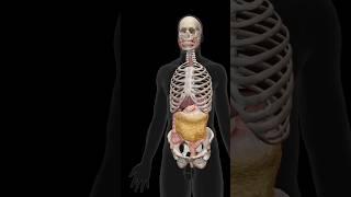 3 D ANIMATION OF HUMAN BODY #humananatomy #anatomy #animation #3d #viralvideo #shorts #foryou #scien