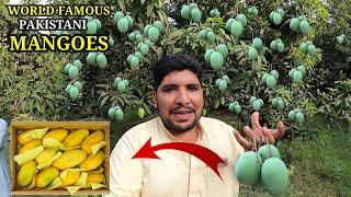  WORLD FAMOUS PAKISTANI MANGOES |Mango: King of Fruits - The Journey of Pakistani Mango