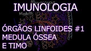 Aula: Imunologia - Órgãos Linfoides - Medula Óssea e Timo | Imunologia #4