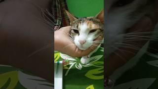 #cat #cococat #musicgenre #catlover #cute #coco #kitten #viralvideo #trending #viralshorts