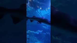 2023 bauerle cam aquar2