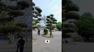 Wow   Japan  clean & clear #travel #adventure #2024 #trending #nature #shorts #shortvideo #fyp