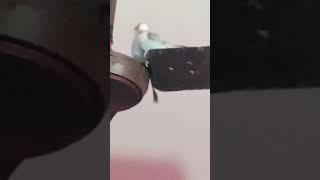 #tumhariaankhhe#lovebirds #bird #related #hennyvlogs #shortsvideo # gwalior me ️