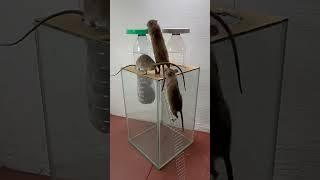 bucket mouse trap #rat #animals #rattrap #pets #mouse