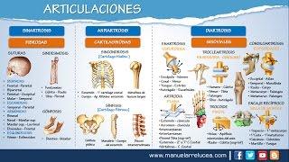 ARTICULACIONES || Morfofisiología