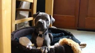 Blue Staffordshire Bull Terrier Attack WARNING!!!