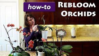 How to Get Your Orchid to Rebloom