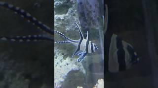 Fantastic Underwater World