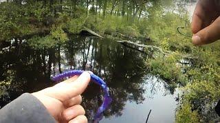 Catching HUGE BASS in TINY SWAMP!!