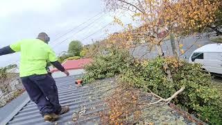 Cutting the HEDGE in half in Bad weather️️