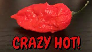 Naga Morich from Seriously Hot Peppers!