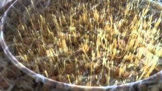 Update on my fast and my wheat grass growing progress