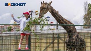 Как живет знакомый Ольги Бузовой краснодарский жираф, пролетевший самое длинное расстояние в мире