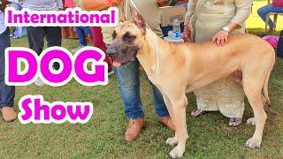 International dog show  , Karthiks View