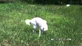 Shasta with Jive Ball