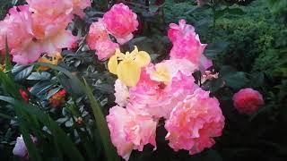 Цветочная рапсодия, розы в моем саду с названиями сортов