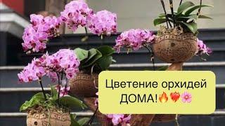 Размещение цветущих орхидей в обычной квартире!