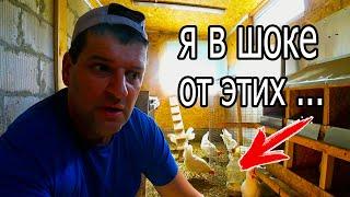 ПРОВАЛ! НЕ СМОГ ПОДСАДИТЬ ПЕТУХА КУРИЦАМ!