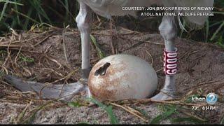 Wisdom hatches chick at Midway Atoll; Wisdom is world’s oldest known, banded wild bird